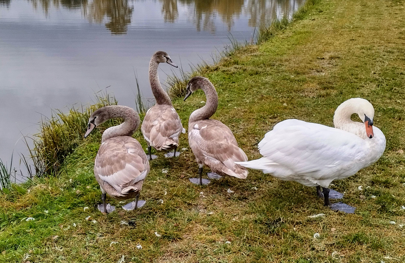 Schwanenfamilie