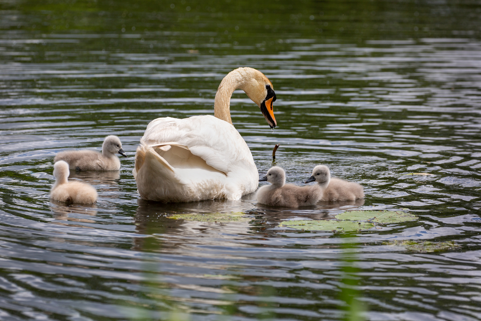 Schwanenfamilie