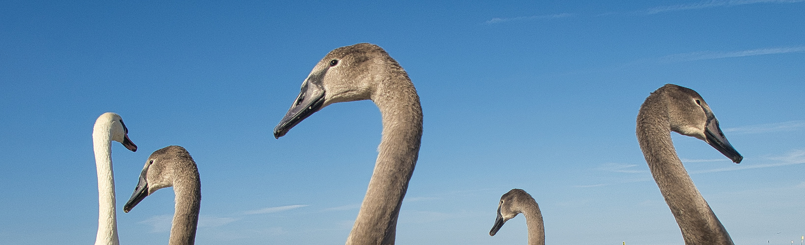 Schwanenfamilie