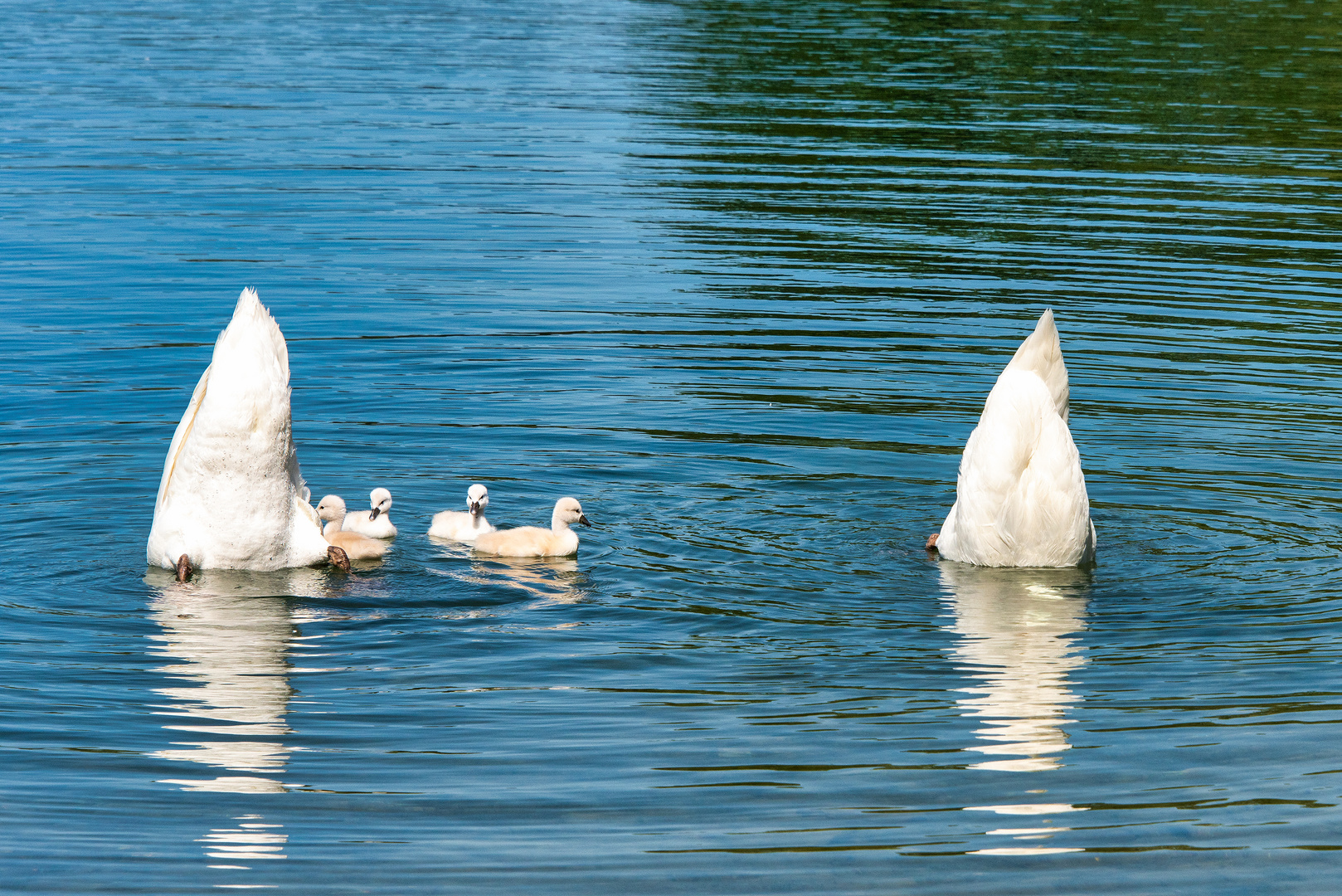 Schwanenfamilie