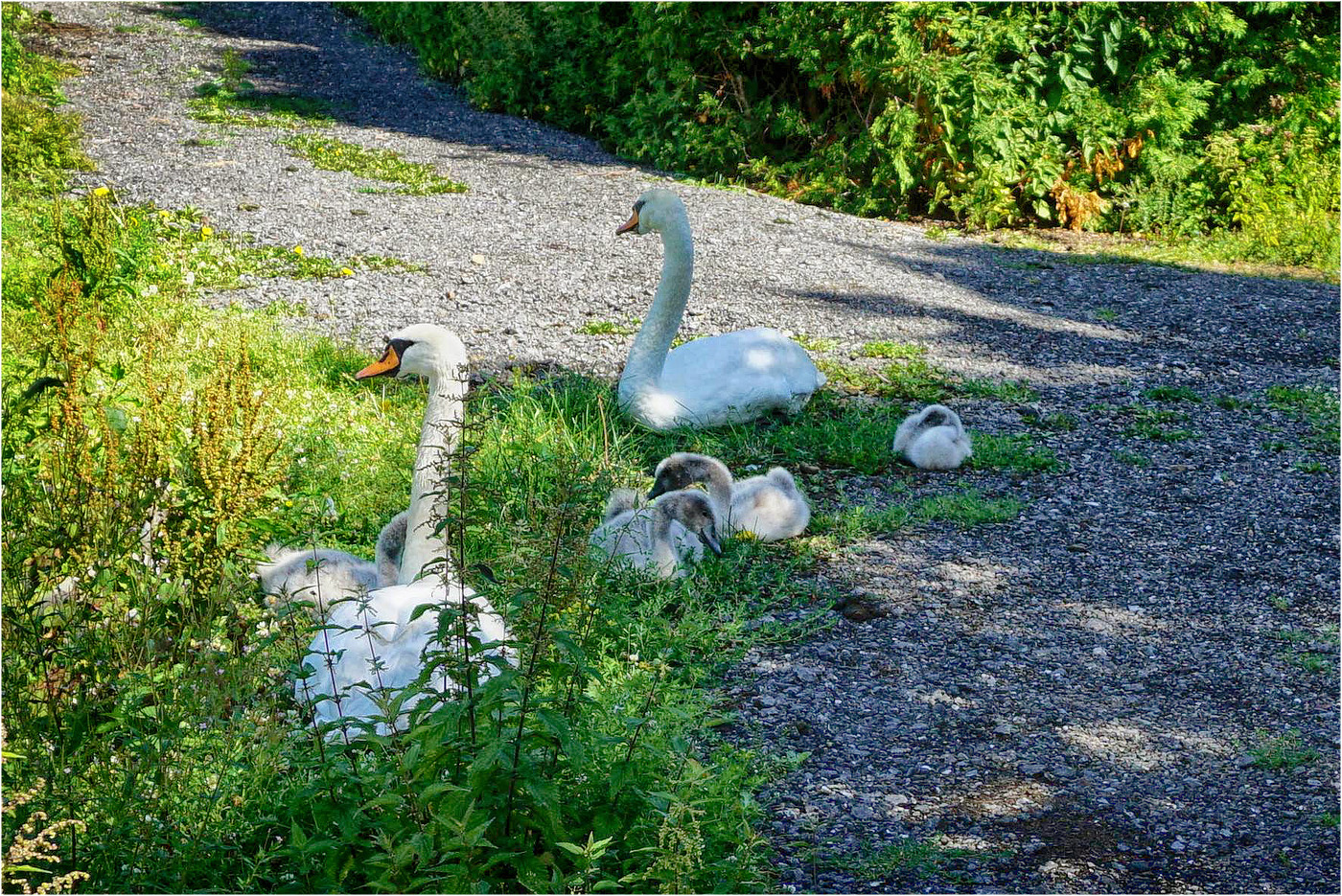 Schwanenfamilie