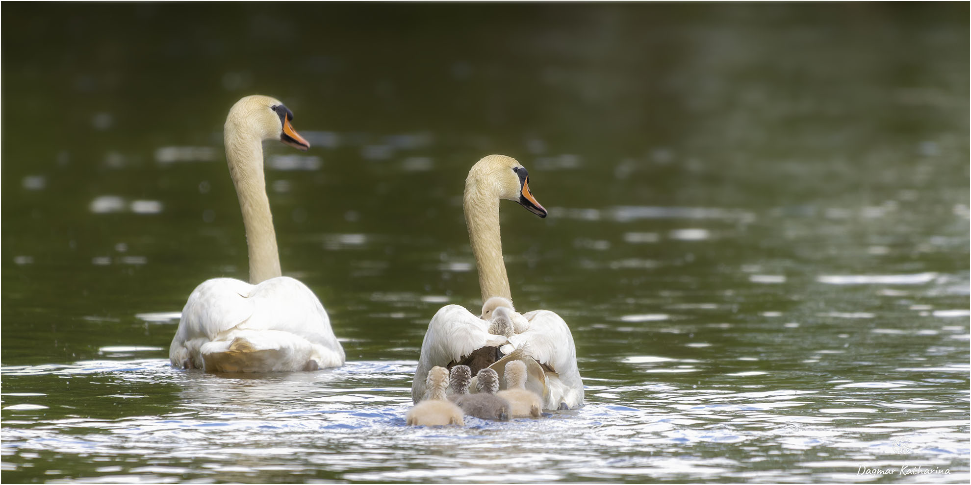 Schwanenfamilie