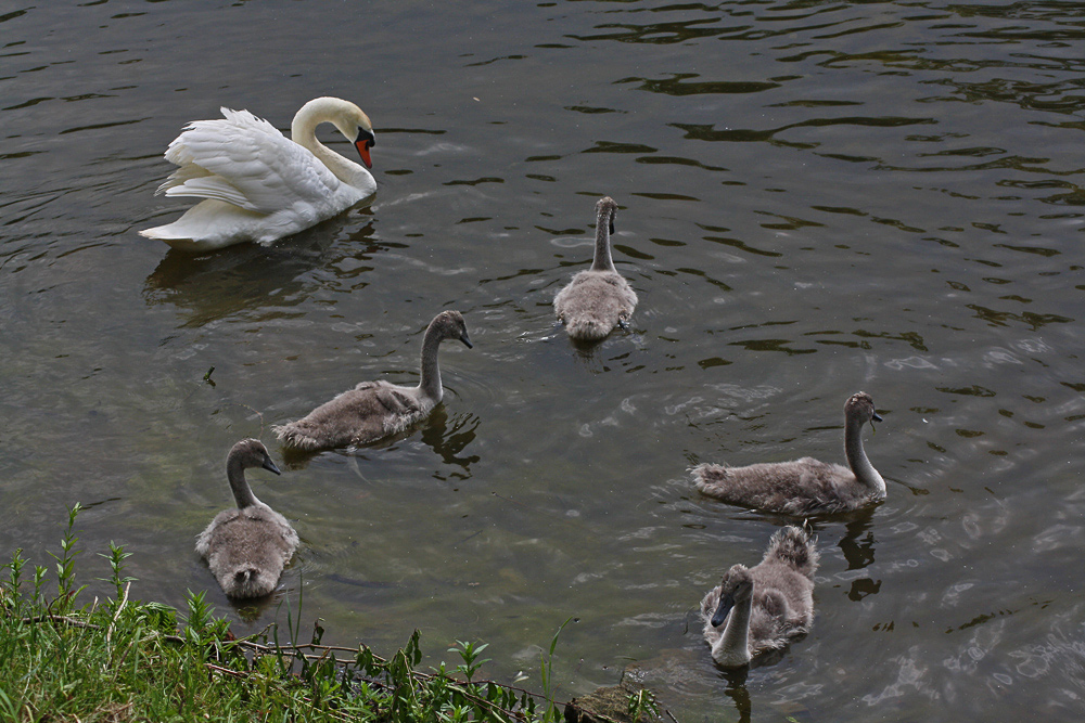 Schwanenfamilie