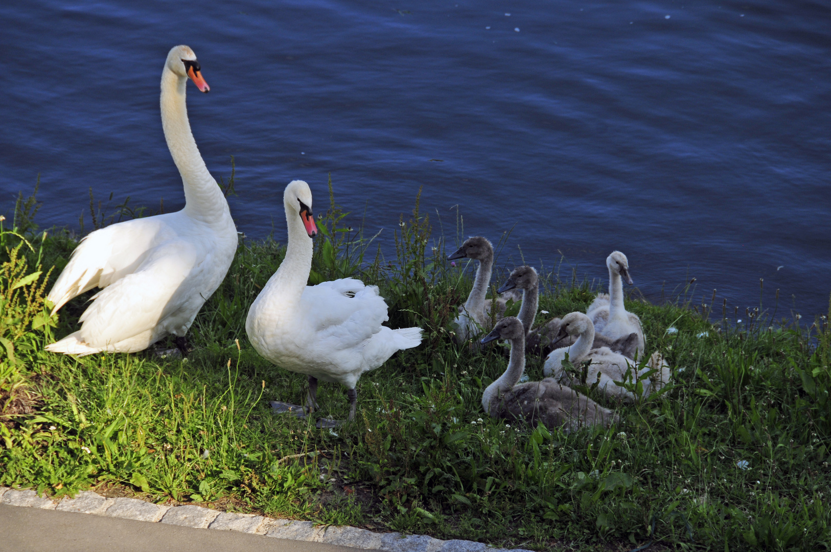 Schwanenfamilie