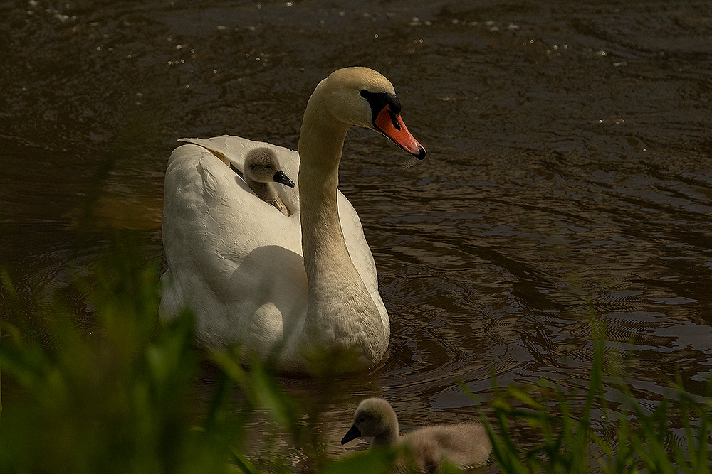 Schwanenfamilie