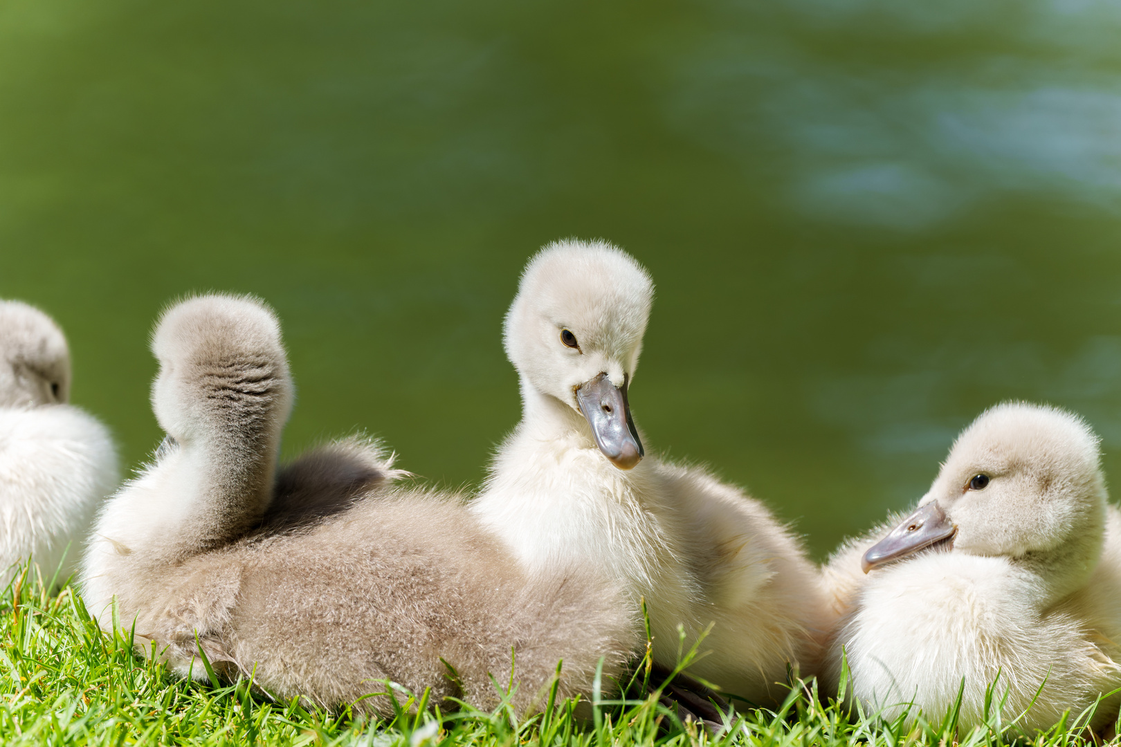 Schwanenfamilie