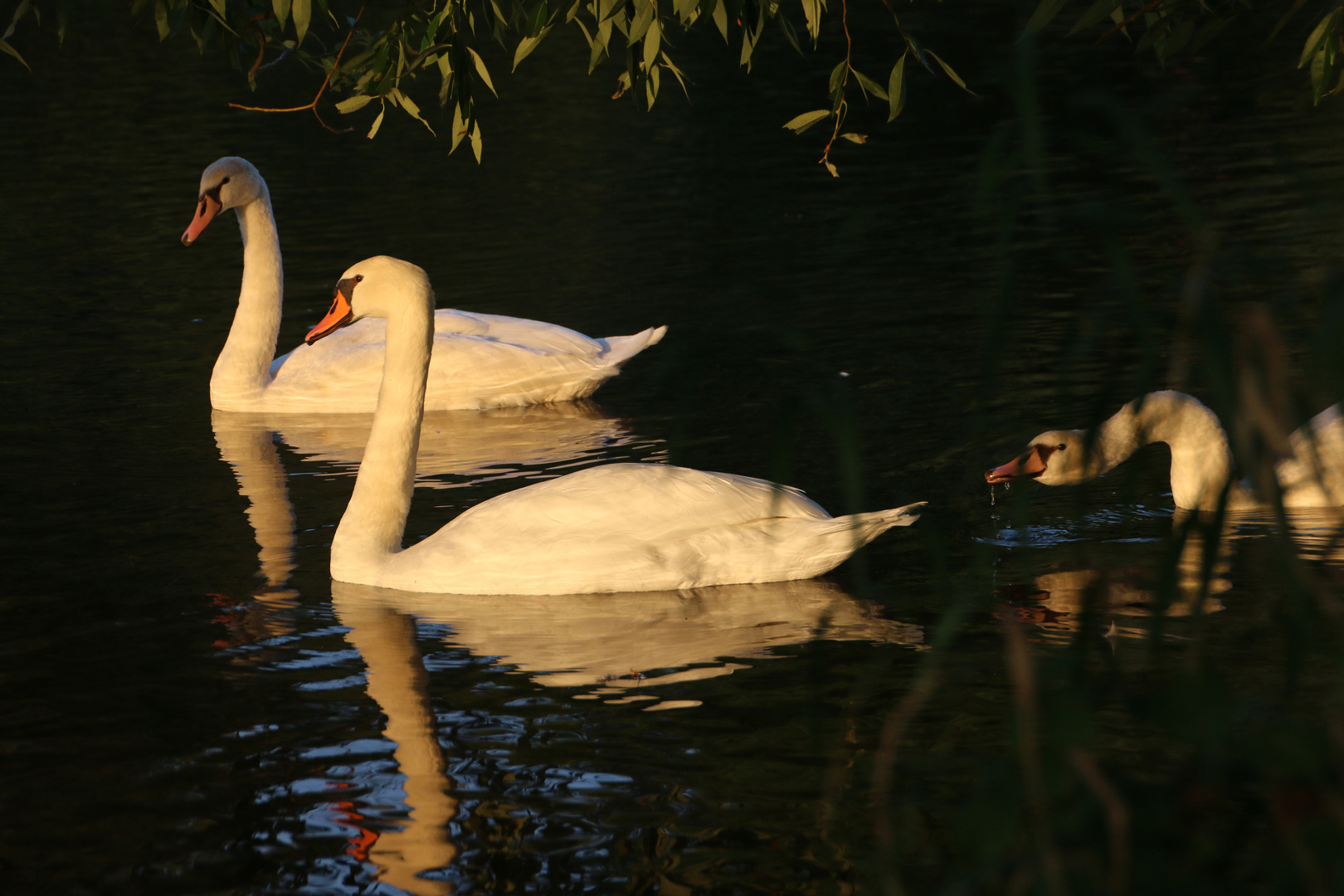 Schwanenfamilie