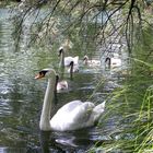 Schwanenfamilie am Mühlwasser Wien