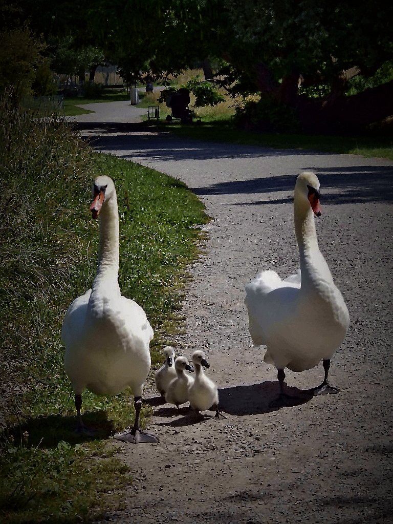 Schwanenfamilie am Pfäffikersee