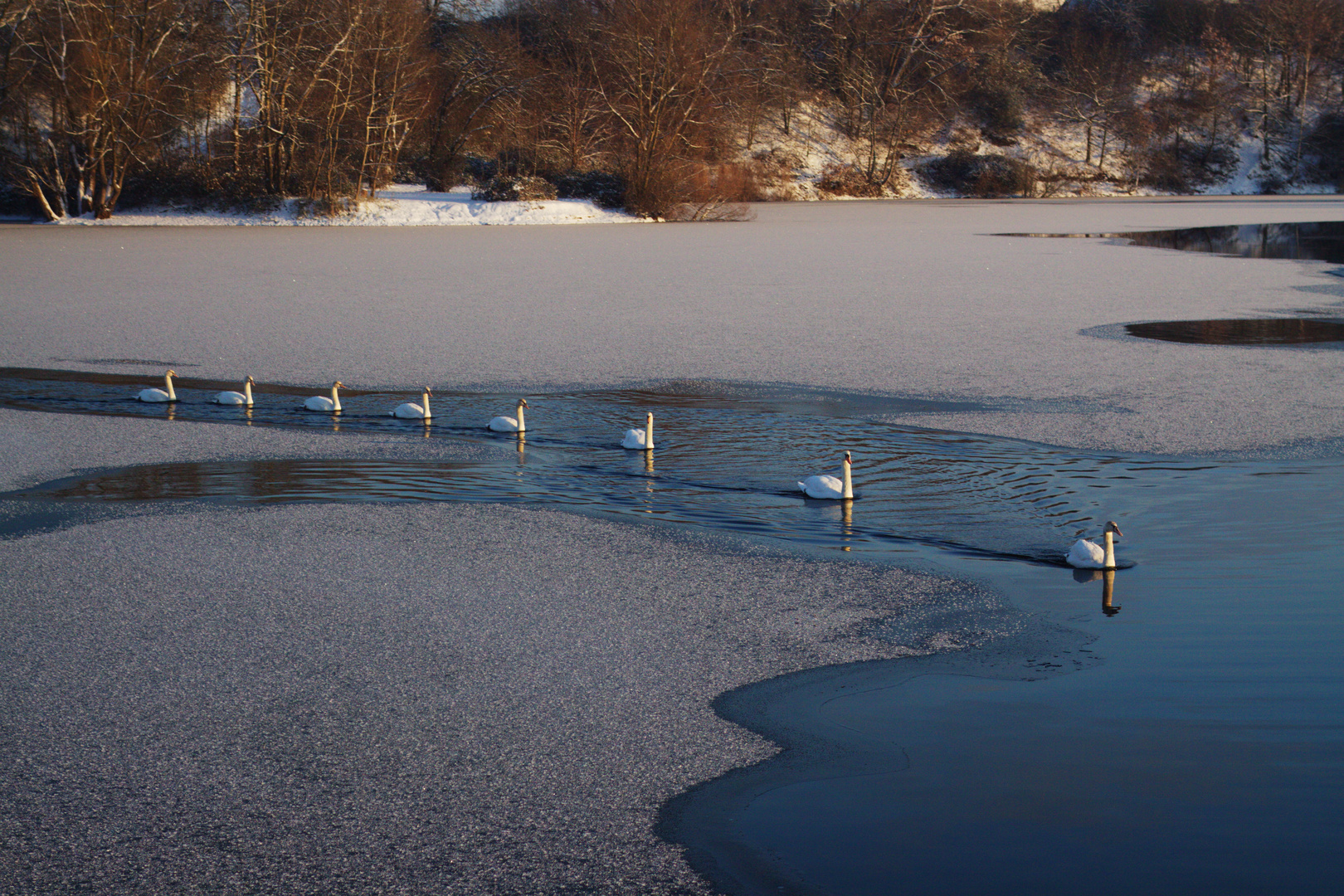 Schwanenfamilie am Rotter See