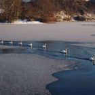 Schwanenfamilie am Rotter See