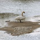 Schwanenfamilie am See