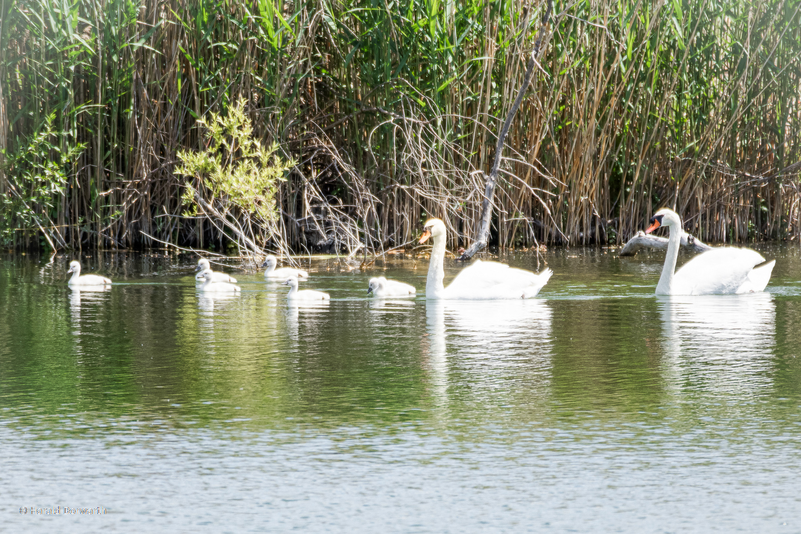 Schwanenfamilie am Weindelsee