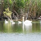 Schwanenfamilie am Weindelsee