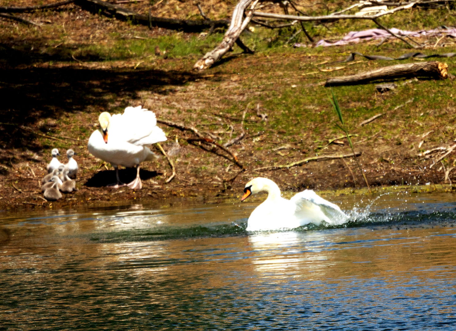 Schwanenfamilie am Weindelsee