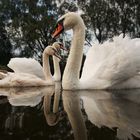 Schwanenfamilie am Wilflinger Weiher