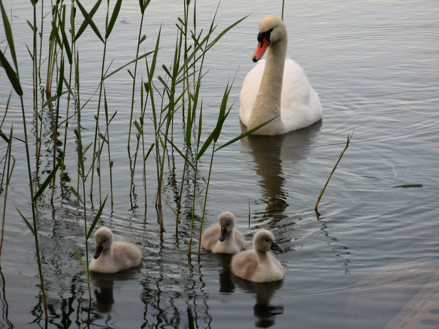 Schwanenfamilie am Wolgastsee