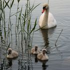 Schwanenfamilie am Wolgastsee