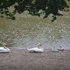 Schwanenfamilie an der Nahe 