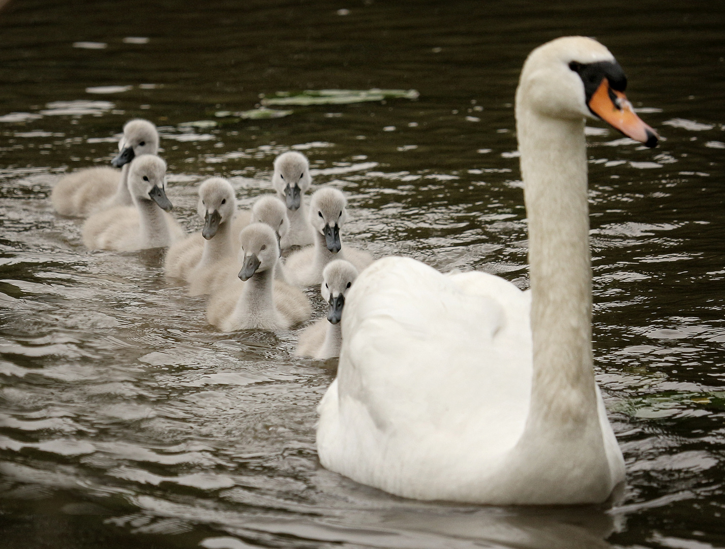 Schwanenfamilie an der Vils