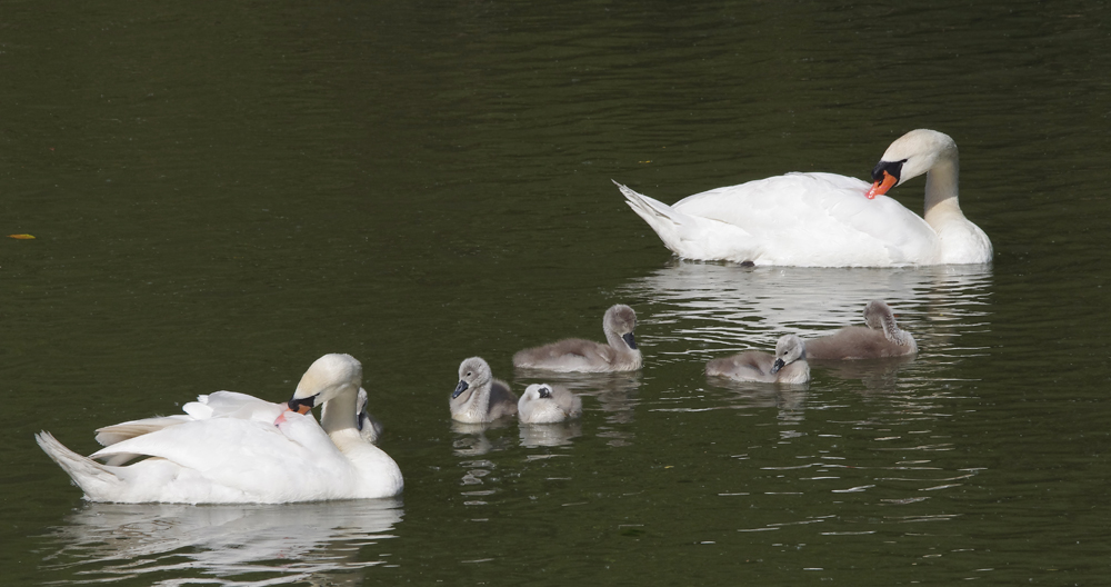 Schwanenfamilie auf dem alten Neckar