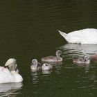 Schwanenfamilie auf dem alten Neckar