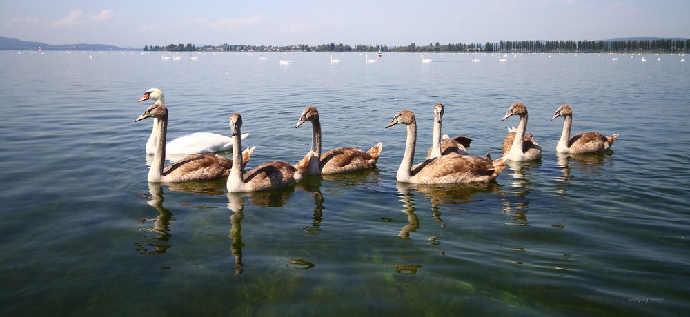 Schwanenfamilie auf dem Bodensee 