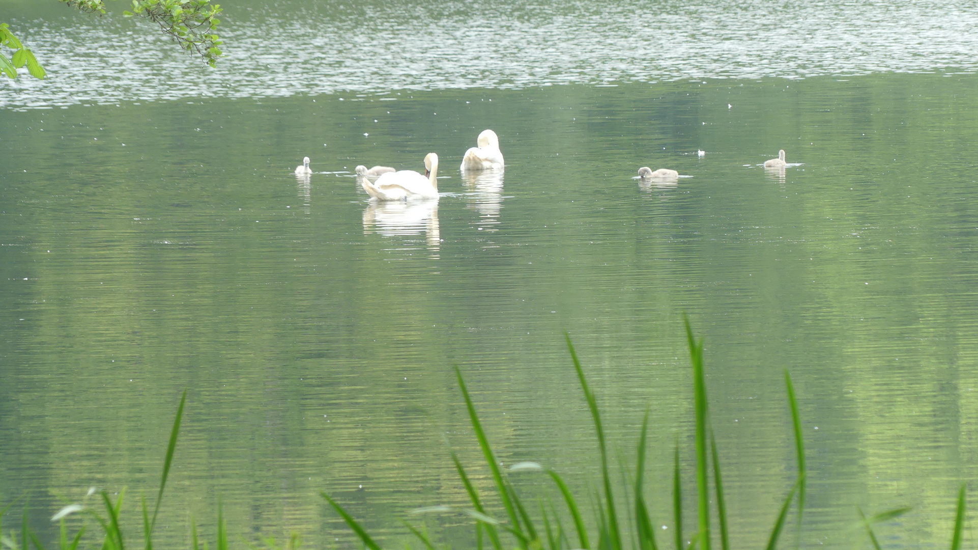 Schwanenfamilie auf dem Parksee