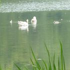 Schwanenfamilie auf dem Parksee