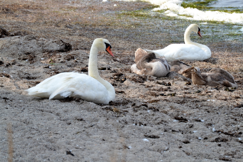 Schwanenfamilie