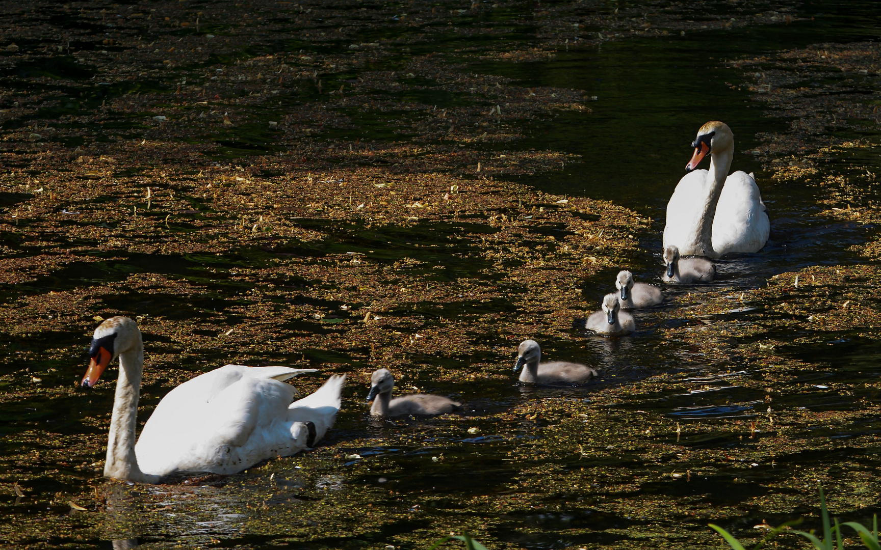 Schwanenfamilie