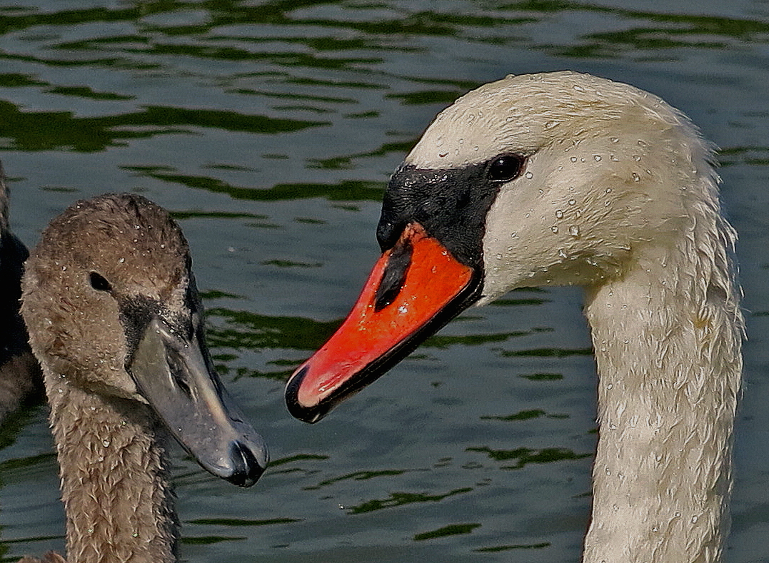 Schwanenfamilie