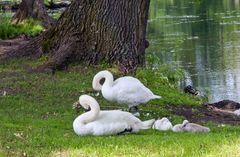 Schwanenfamilie