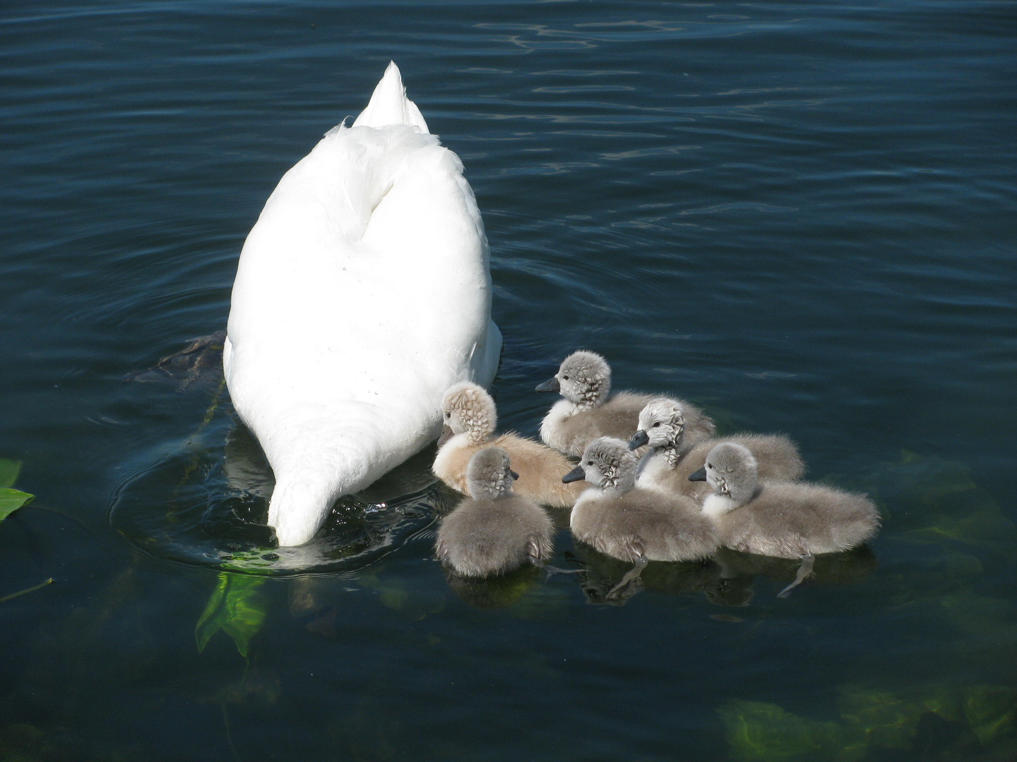 Schwanenfamilie