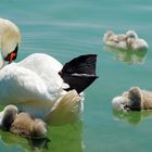 Schwanenfamilie bei der Siesta