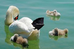 Schwanenfamilie bei der Siesta