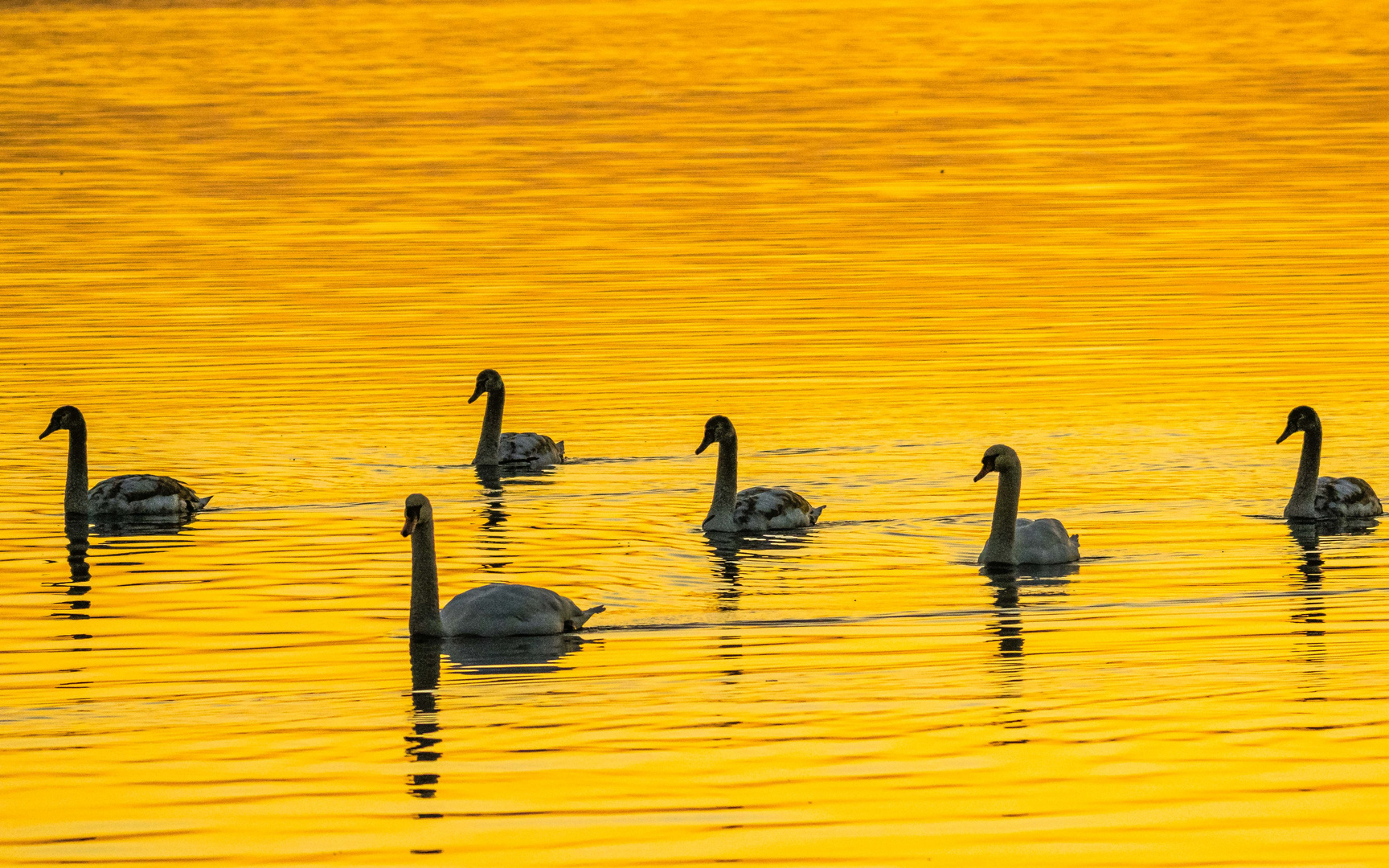 Schwanenfamilie bei Sonnenuntergang