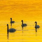 Schwanenfamilie bei Sonnenuntergang