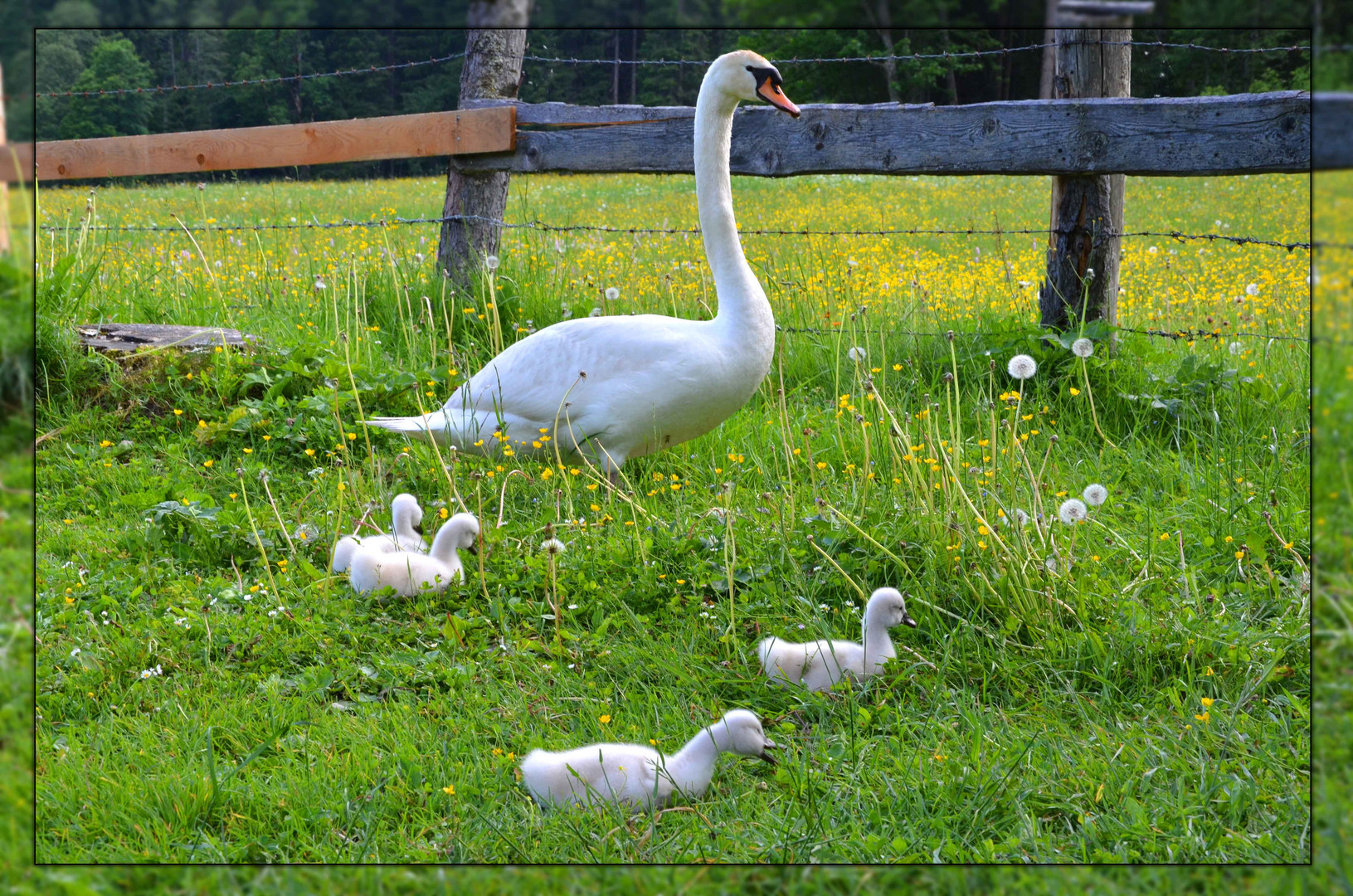 Schwanenfamilie beim Grasen