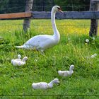 Schwanenfamilie beim Grasen