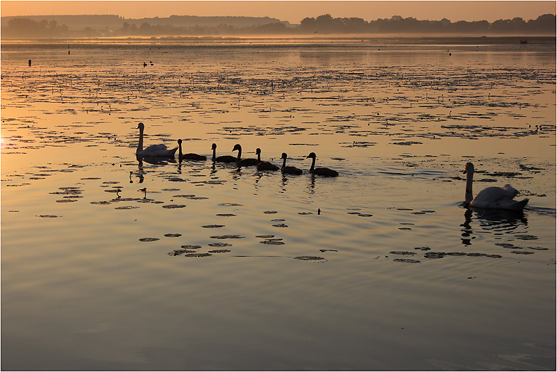 Schwanenfamilie beim Sonnenaufgangsausflug