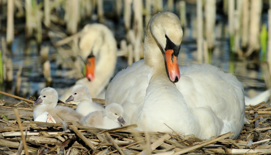 Schwanenfamilie