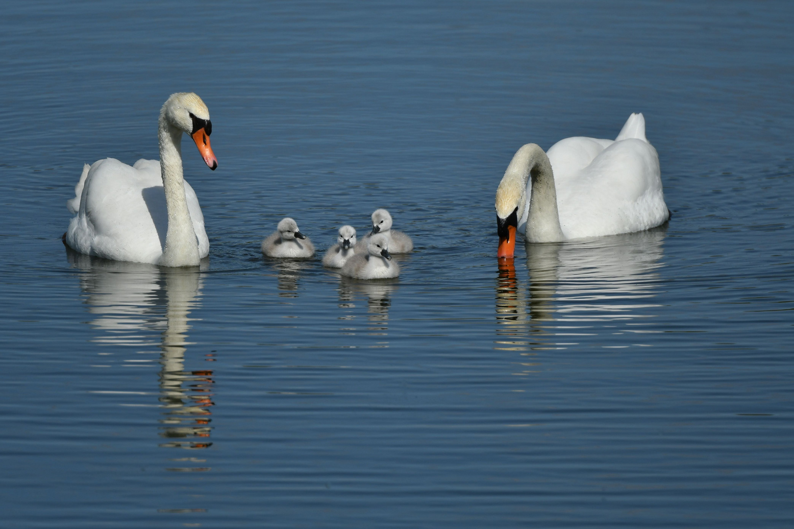 Schwanenfamilie