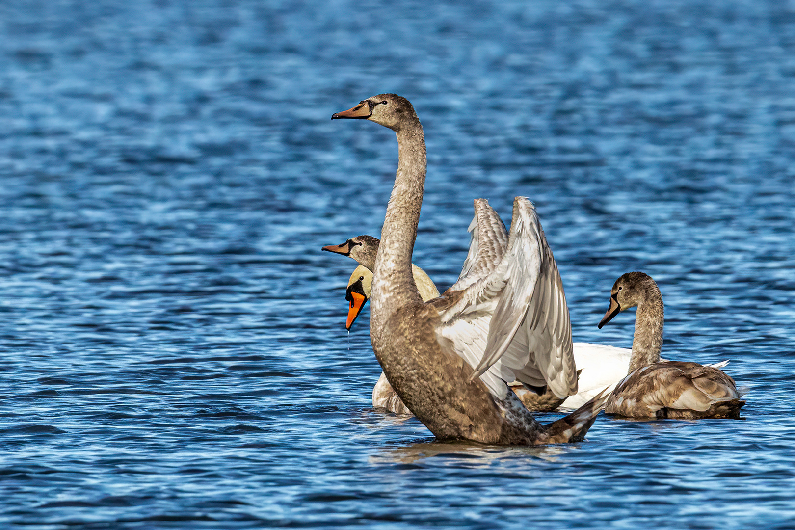 Schwanenfamilie