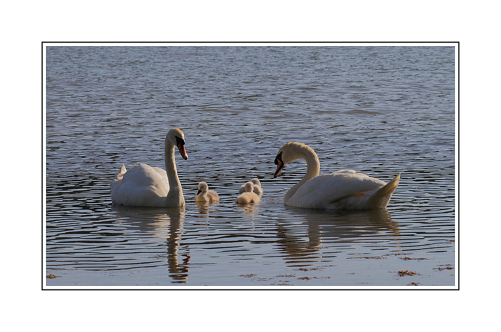 Schwanenfamilie