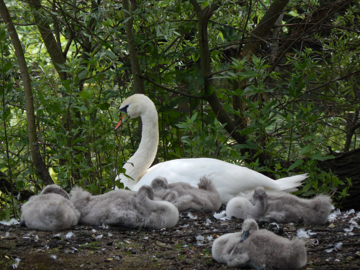 Schwanenfamilie