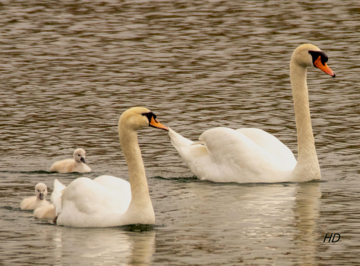 Schwanenfamilie