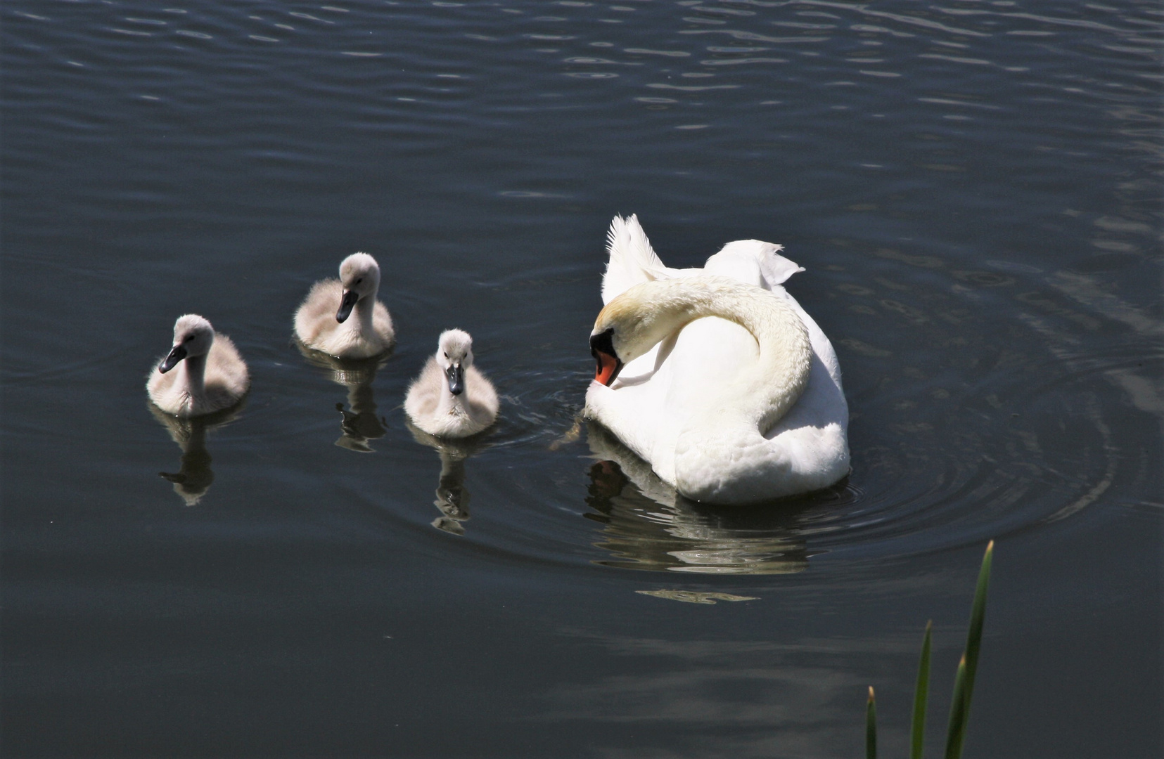 Schwanenfamilie