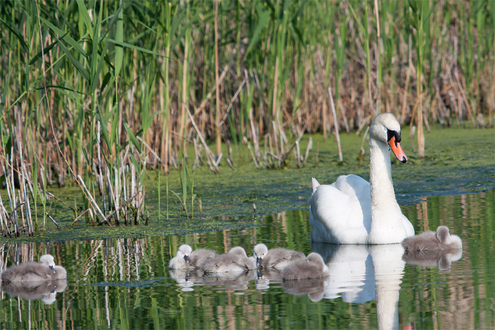 - Schwanenfamilie -