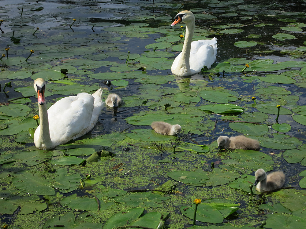 Schwanenfamilie